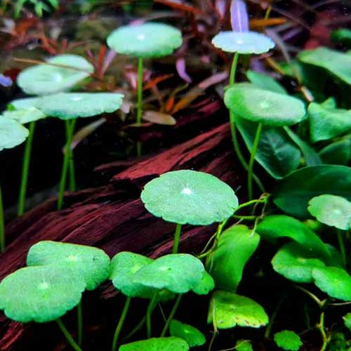 Aquarium Plants