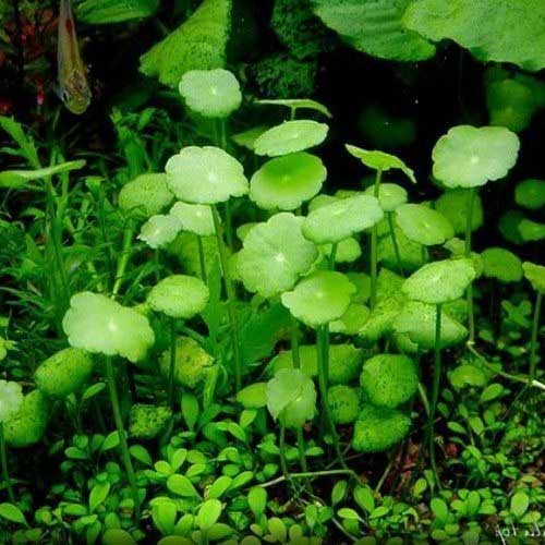 Aquarium Plants