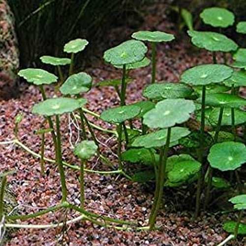 Aquarium Plants