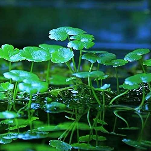 Aquarium Plants