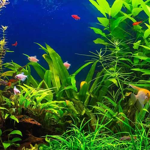Aquarium Plants