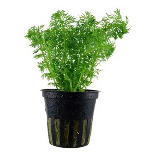 Aquarium Plants