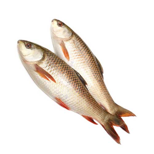 Rohu Fish
