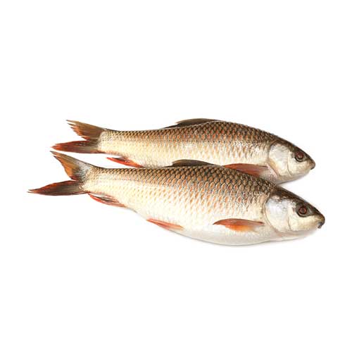 Rohu Fish