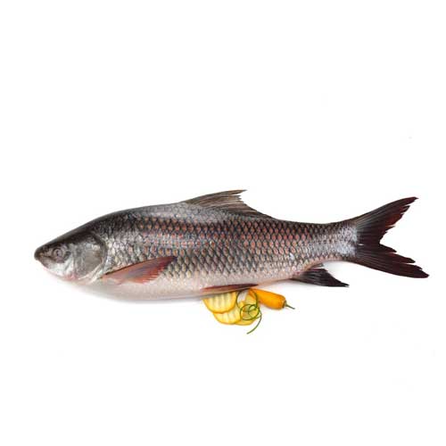Rohu Fish