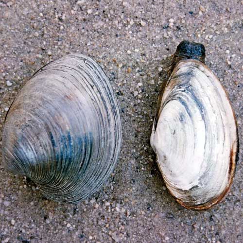 Clams