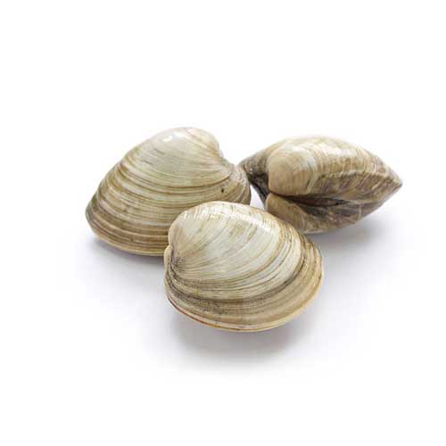 Clams