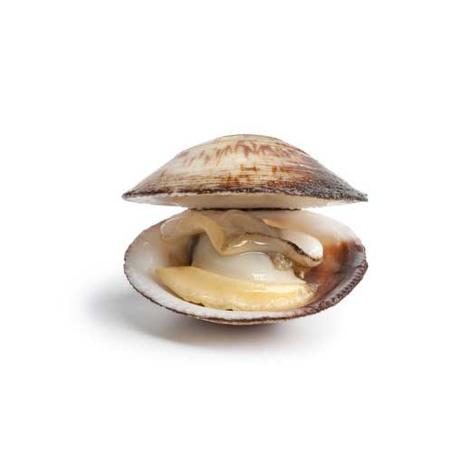 Clams