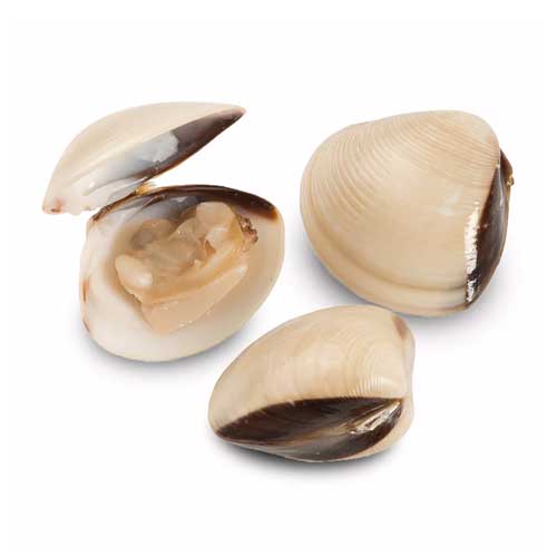 Clams