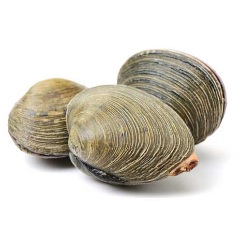 Clams
