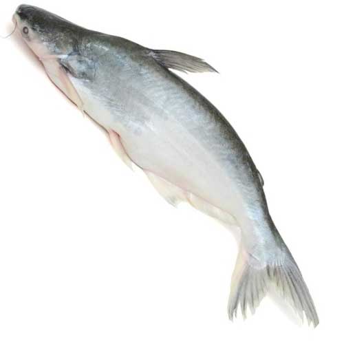 Basa Fish