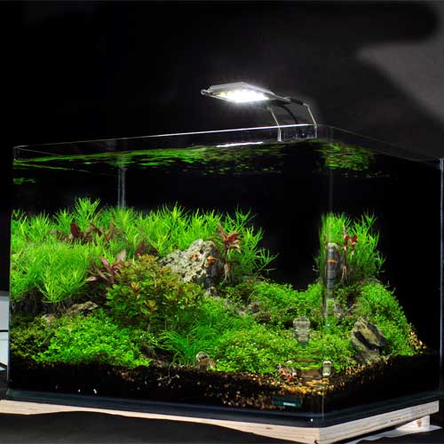 Freshwater Aquarium
