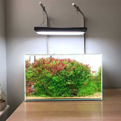 Freshwater Aquarium