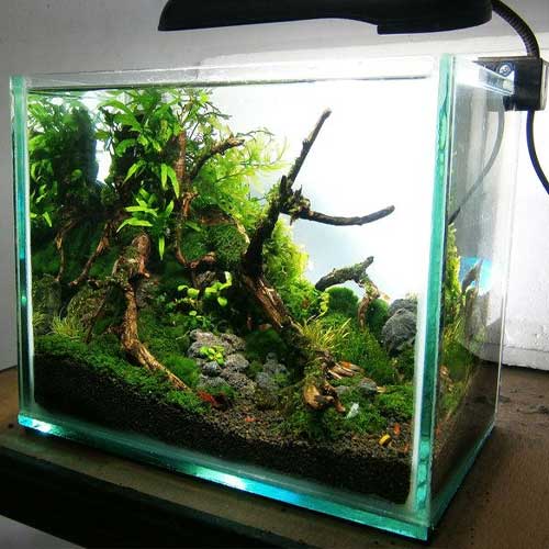 Freshwater Aquarium