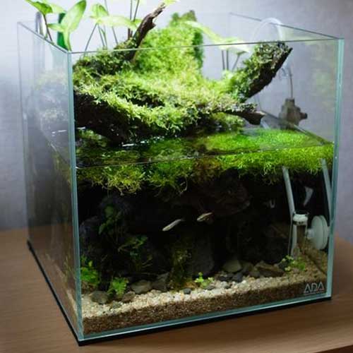 Freshwater Aquarium