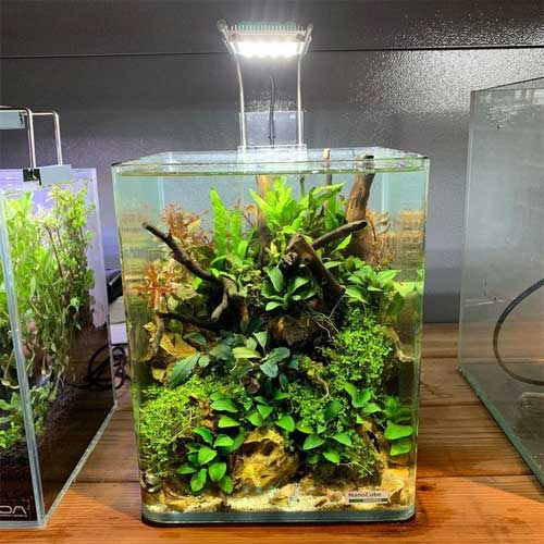 Freshwater Aquarium