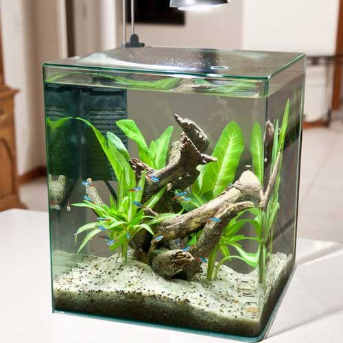 Freshwater Aquarium