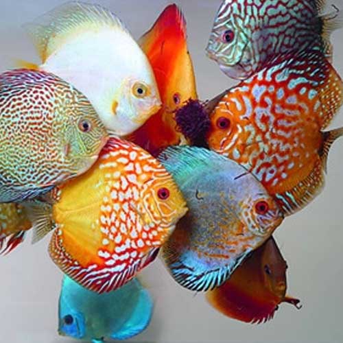 Tropical Fishes
