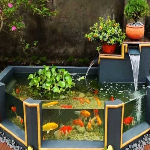 Fish Pond