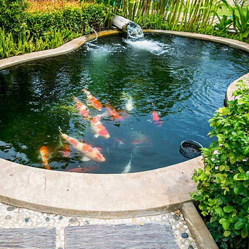 Fish Pond