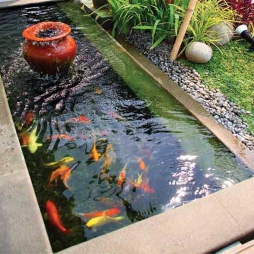 Fish Pond
