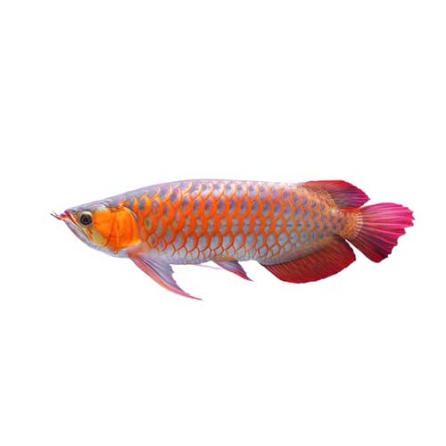 Arowana Fish