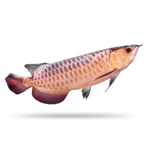 Arowana Fish