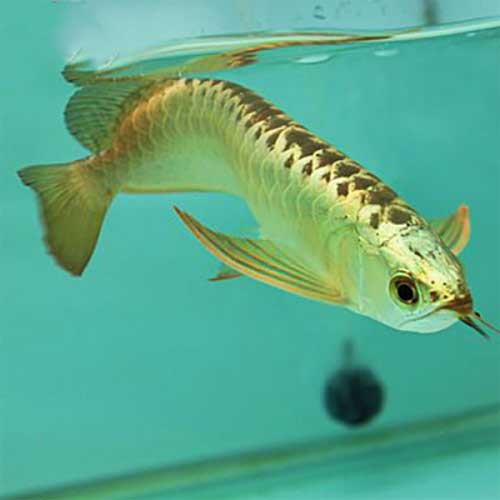Arowana Fish
