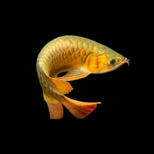 Arowana Fish