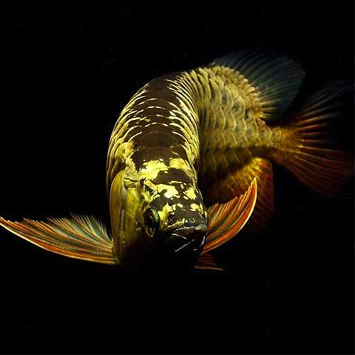 Arowana Fish