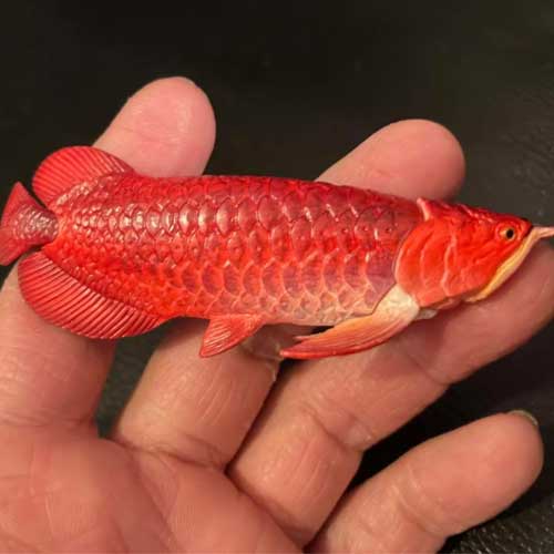 Arowana Fish