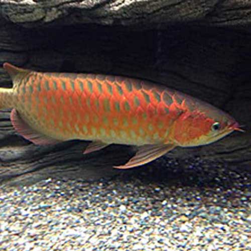 Arowana Fish