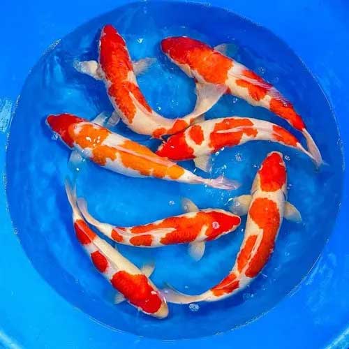 Koi Fish