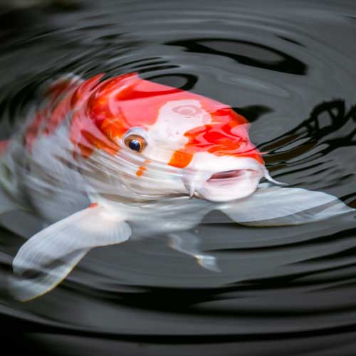 Koi Fish