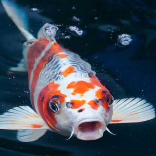 Koi Fish