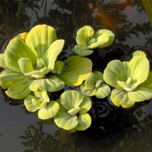 Aquatic Plants