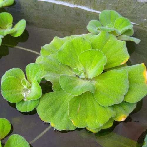 Aquatic Plants