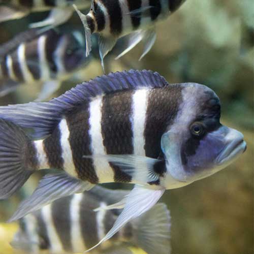 Cichlid