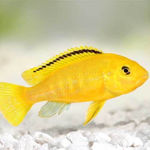 Cichlid