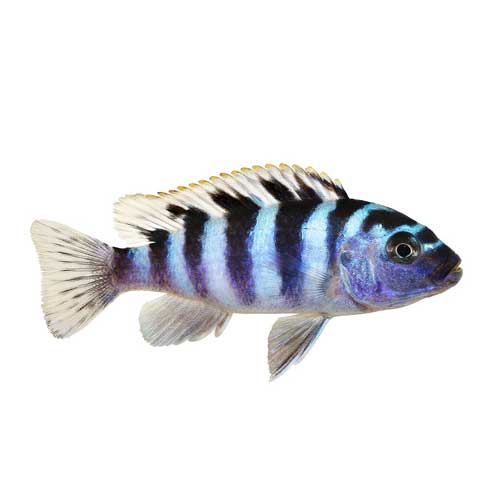 Cichlid