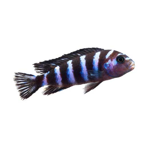 Cichlid