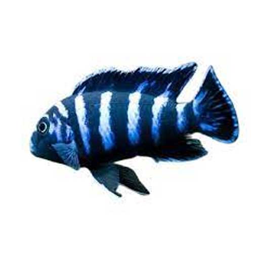 Cichlid