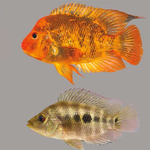 Cichlid