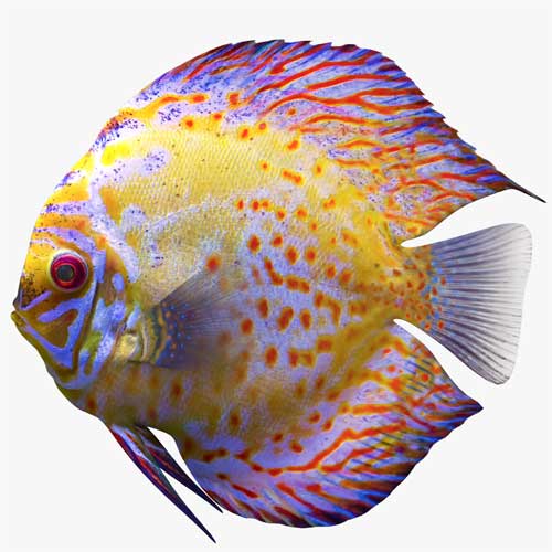 Cichlid