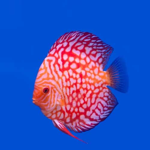 Discus Fish