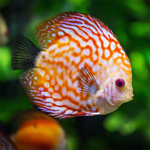 Discus Fish