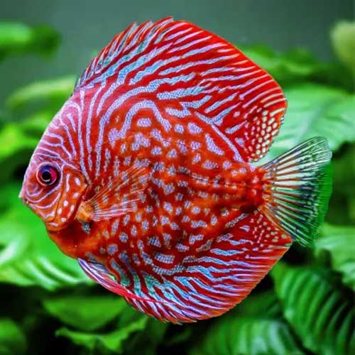Discus Fish