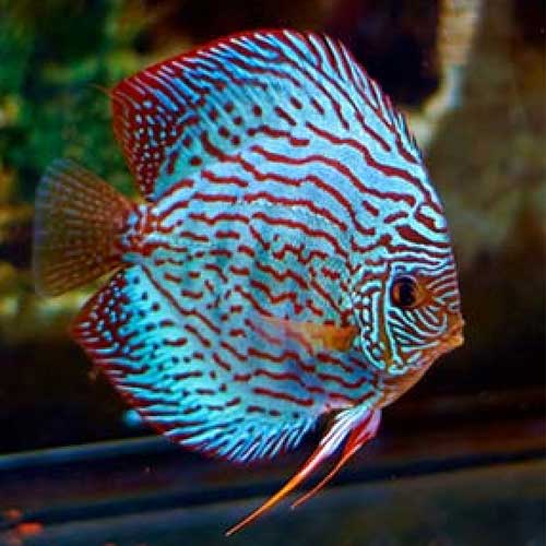 Discus Fish