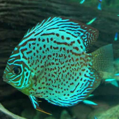 Discus Fish
