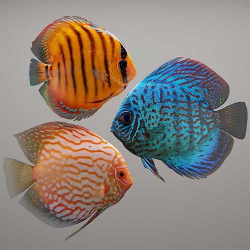 Discus Fish